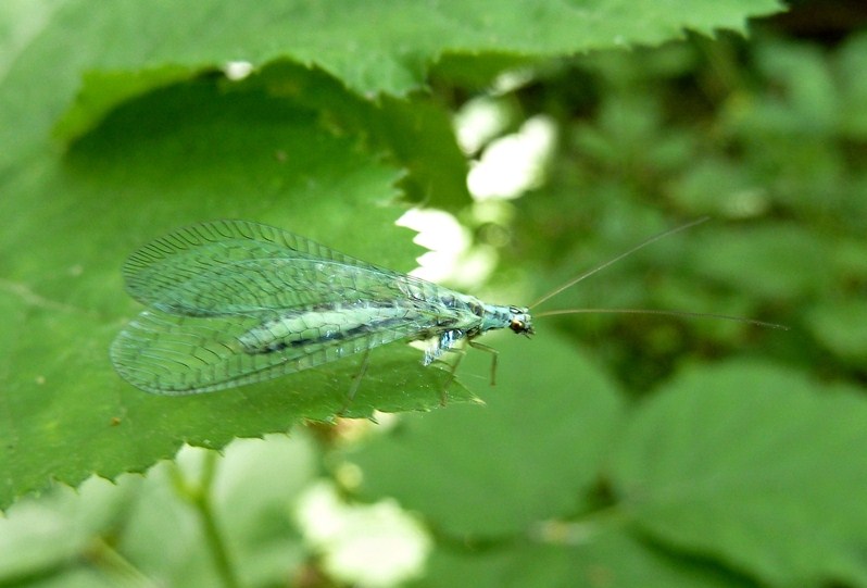 Chrysopa perla? S